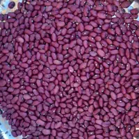 لوبیا قرمز تمیز وتازه