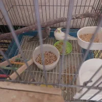 گمشده عروس هلندی گل باقالی|حیوانات|اصفهان, تیران|دیوار