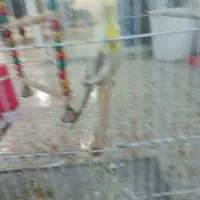 پرنده ناناز|پرنده|کیاشهر, |دیوار