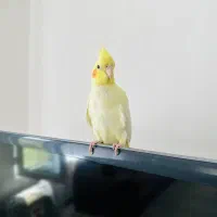 عروس هلندی|پرنده|جوانرود, |دیوار