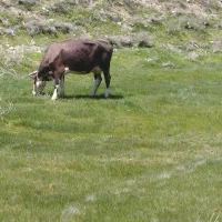 دوعددگاوبدون گوساله سی پنج کیلوشیر