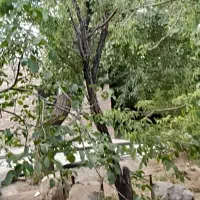 فروش باغ ۲۰۰۰ متری بهمن|فروش زمین و ملک کلنگی|بهمن صغاد, |دیوار