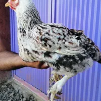 مرغ ونیمچه خروس وجوجه برهما