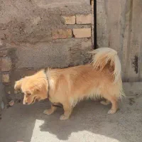 سگ بامزه پامر اشتپیز