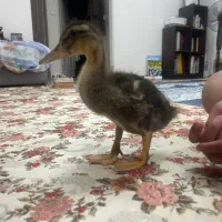 اردک|حیوانات مزرعه|تهران, شهران شمالی|دیوار