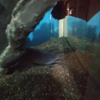 ماهی گناباد