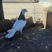 کبوتر رنگی المانی ناجلد