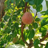 ویلا ۱۰۰۰متری