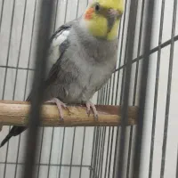 عروس هلندی نر
