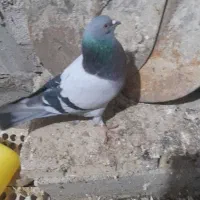 کفتر فروش فوری لطفا توضیحات بخون