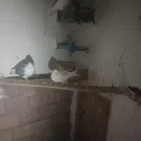 کبوترطوقی|پرنده|اردبیل, |دیوار