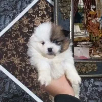 توله پامرین خرسی فسقلی سایز تیکاپ (خرسی)