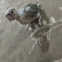 جوجه گرینچیک دبل رد|پرنده|مشهد, ابوذر|دیوار