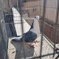 دمگیر گمشده