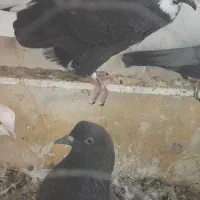 09361718385|سیمکارت|الوند, |دیوار