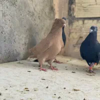 تعدادی دم سفید