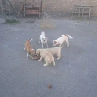 سگ پاکوتاه نژاد شیتزو و شیتزو تریر