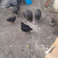 مرغ و خروس و بوقلمون|حیوانات مزرعه|ری, بی‌بی شهر بانو|دیوار