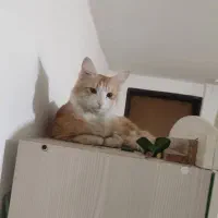 گربه نارنجی|گربه|کرج, کمال‌شهر|دیوار