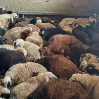 گوسفند زنده بره ریز پرواری