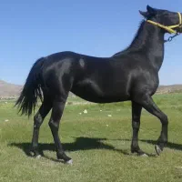 فروش اسب مادیان دره شور اصل|اسب و تجهیزات اسب‌سواری|شیراز, شهرک والفجر|دیوار