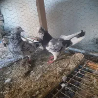 کبوتر دهنجور پرش سنگین