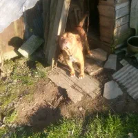 سگ پیتبول|سگ|کوچصفهان, |دیوار