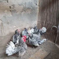 تخم نطفه دار|حیوانات مزرعه|اردکان, |دیوار