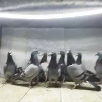 دسته جان اردن پلاکی مسافتی