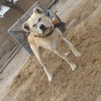 واگذاری سگ‌نگهبان