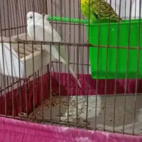 مرغ عشق|پرنده|شوشتر, |دیوار
