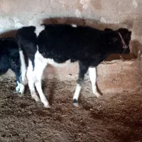 گوساله نر و ماده|حیوانات مزرعه|زاگرس, |دیوار