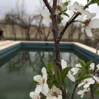 باغ-ویلای-سند-دار-اصیل-1500-متری