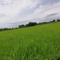 زمین شالیزار پر خیرو برکت نوخاله اکبری