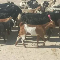 گله بزداشتی همگی جوان و یک دست، کهره دار و آبستن|حیوانات مزرعه|فراشبند, |دیوار