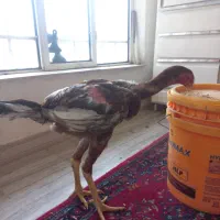 خروس مزرعه|حیوانات مزرعه|رشت, احمد گوراب|دیوار