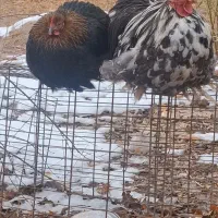 مرغ و خروس کوشین بلک متلد و بلک