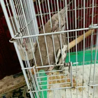 عروس هلندی نر وایت فیس دستی|پرنده|تهران, مولوی|دیوار
