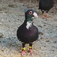 چهار تا جوجه پلنگ با یک زرد کلاهی|پرنده|کرمان, |دیوار