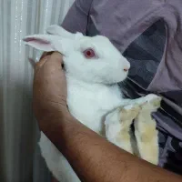 خرگوش سفید خوشگل و باربگوش