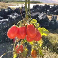 سرکارگر کشاورزی.با بهترین نیروها*