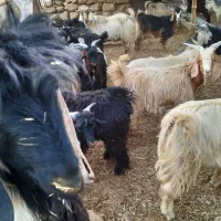 چپش و بیگ (بزغاله)|حیوانات مزرعه|اندیمشک, |دیوار