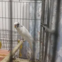 مرغ عشق روی تخم