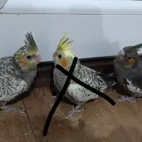 جوجه عروس هلندی