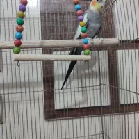 عروس هلندی نر