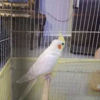 کوتوله فول دستی و عروس هلندی