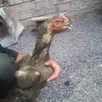 دوتا مرغ لاری