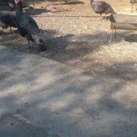 فروش بوقلمون