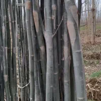 پیش فروش نهال تبریزی چیت|خدمات باغبانی و درختکاری|سلماس, |دیوار