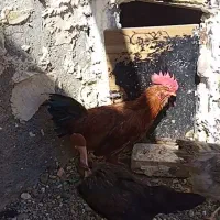 مرغ و خروس خانگی